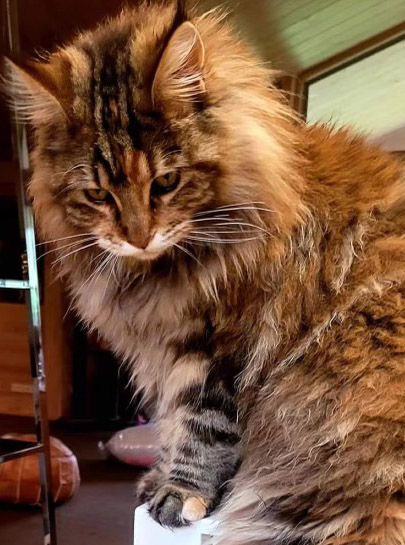 maine coon cat